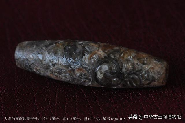很珍贵罕见的西藏古老法螺天珠（真天珠，第一代天珠）面貌（一）